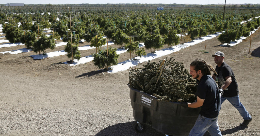 The Lone Star State’s first medical marijuana dispensary is set to open in December