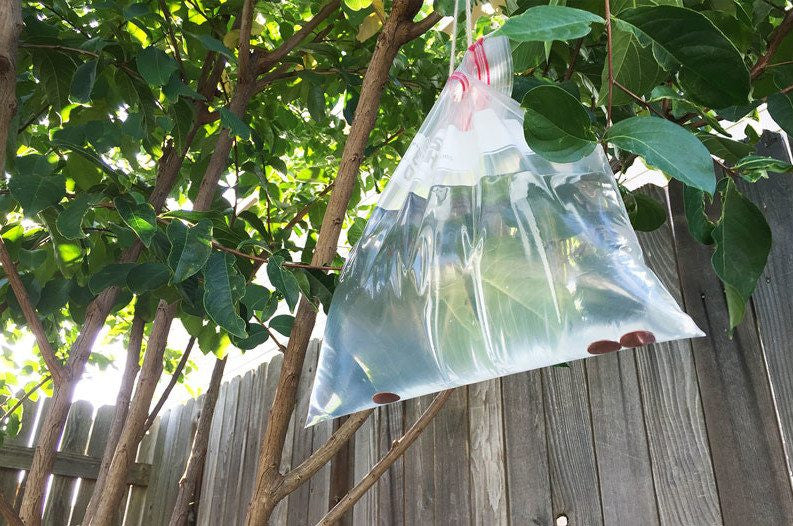 Ever Seen Bags of Water Hang From a Porch? Here’s What That Means