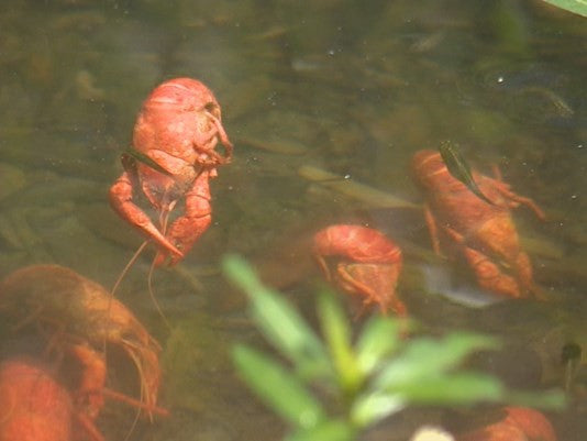 Neighbors "Boiling" Mad About Cooked Crawfish Dumped in Creek