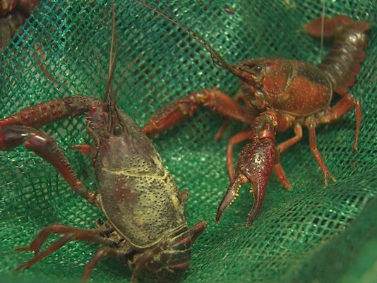 Virus Wiping Out Crawfish in South Louisiana, Houston Distributors Concerned