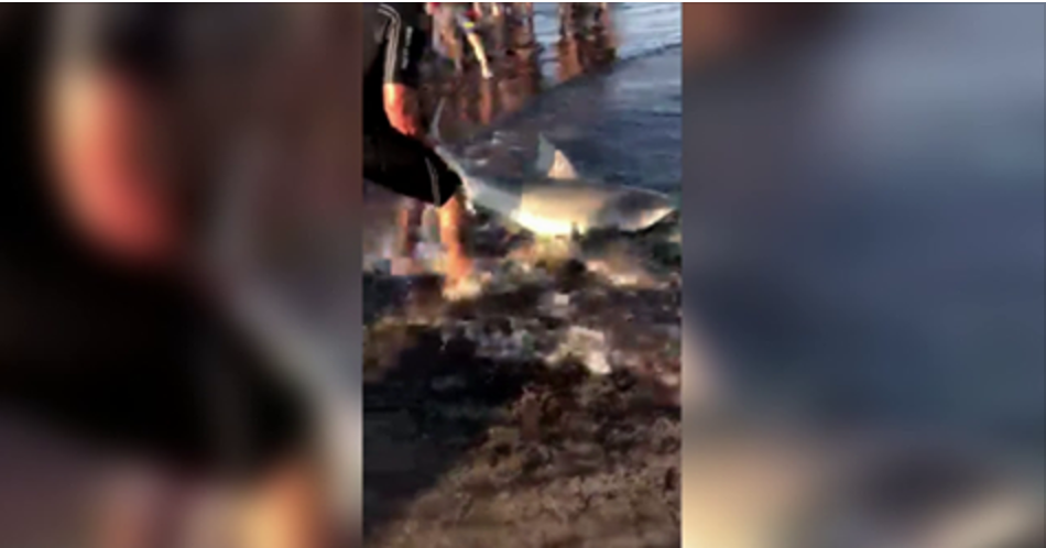 Shark Encounter at Galveston Beach Caught on Video