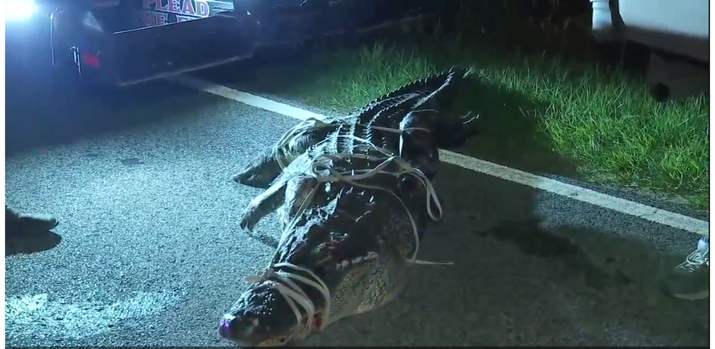 10-foot-long Alligator Run Over by Three Drivers in NE Harris County